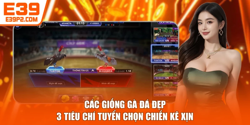 Các Giống Gà Đá Đẹp - 3 Tiêu Chí Tuyển Chọn Chiến Kê Xịn
