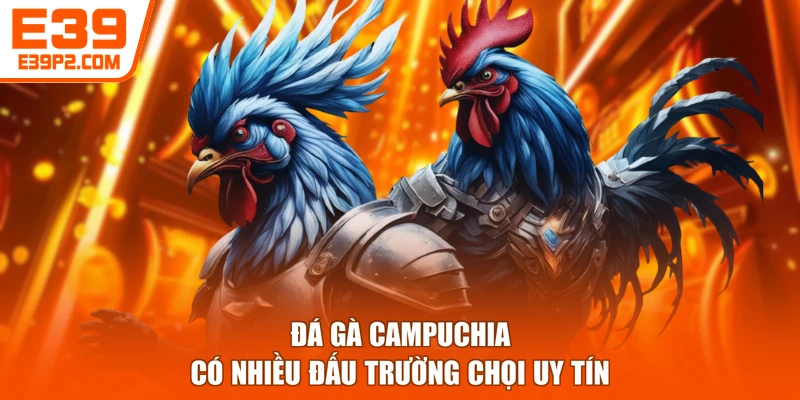 Đá gà Campuchia có nhiều đấu trường chọi uy tín